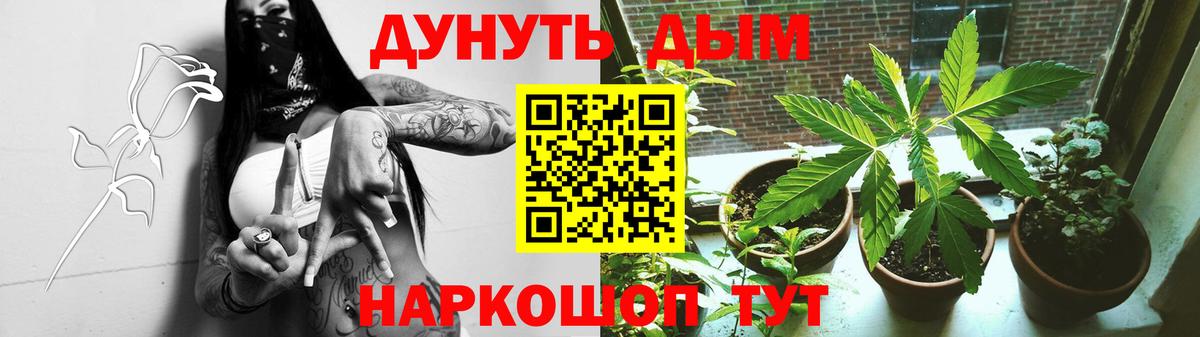 Канабис конопля  Шишки марихуана марихуана  Мурино  Марихуана планчик  Вход с VPN 